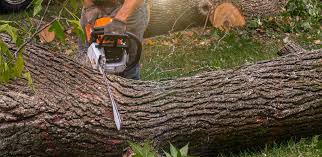 Best Tree Risk Assessment  in Winston Salem, NC