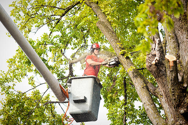 Reliable Winston Salem, NC Tree Care Solutions